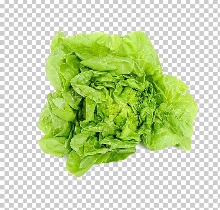 Romaine Lettuce Cream Vegetable Milk European Cuisine PNG, Clipart, Butterhead Lettuce, Cabbage, Chinese Cabbage, Food, Free Logo Design Template Free PNG Download