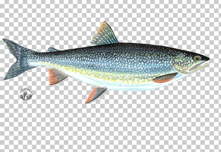 Sardine Cutthroat Trout Milkfish Anchovy PNG, Clipart, Anchovy, Animals, Art Hd, Bony Fish, Coho Free PNG Download