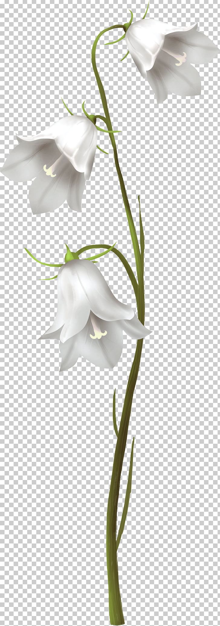 Bellflowers Plant Stem Cut Flowers PNG, Clipart, Alismatales, Amaryllis Belladonna, Arum, Bellflowers, Branch Free PNG Download