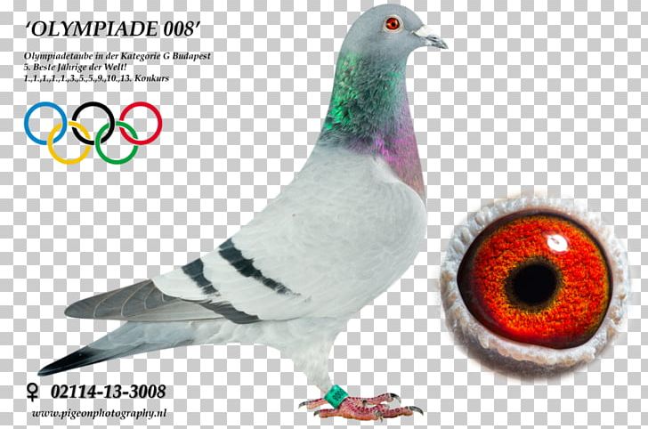 Columbidae Homing Pigeon Racing Homer Pigeon Racing Pigeon Keeping PNG, Clipart, Animal, Beak, Bird, Columbidae, Domestic Pigeon Free PNG Download