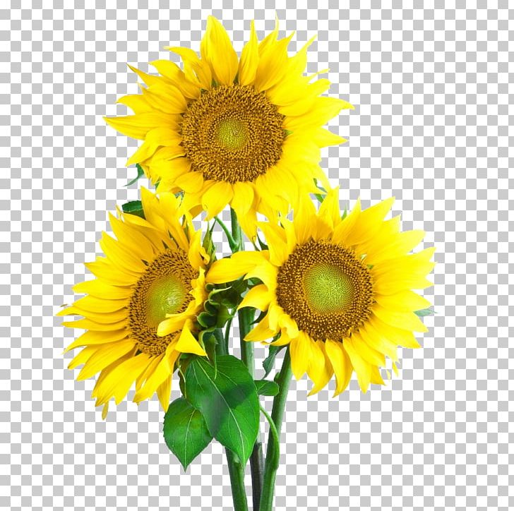 Common Sunflower Sunflower Seed Icon PNG, Clipart, Color, Daisy Family, Display Resolution, Download, Floristry Free PNG Download