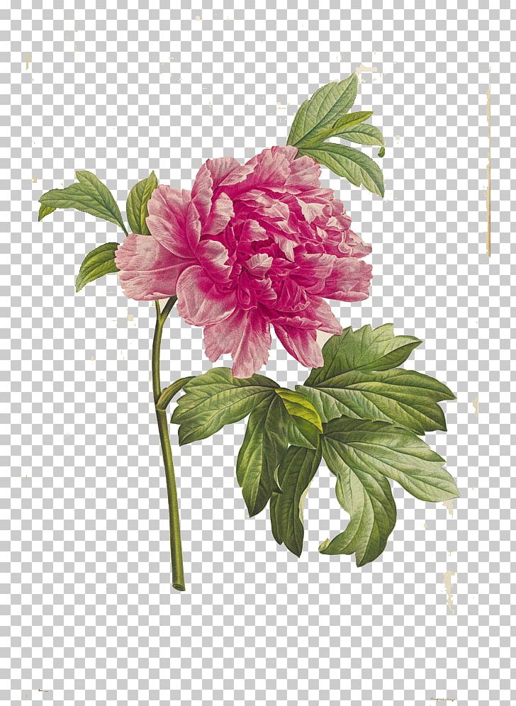 Peony Printmaking Painting Art Poster PNG, Clipart, Art Museum, Chinese, Chinese Herbaceous Peony, Cut Flowers, Dahlia Free PNG Download