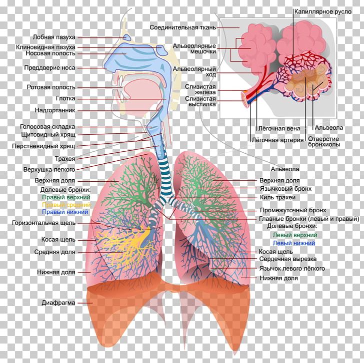 Respiratory System Respiratory Tract Respiration Lung Human Body PNG, Clipart, Anatomy, Angle, Breathe, Breathing, Diagram Free PNG Download