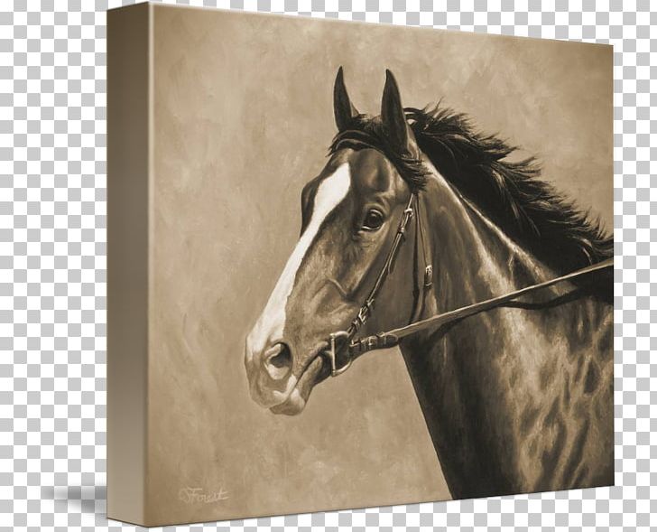 Thoroughbred American Paint Horse Appaloosa Stallion Painting PNG, Clipart, American Paint Horse, Appaloosa, Art, Bridle, Horse Free PNG Download