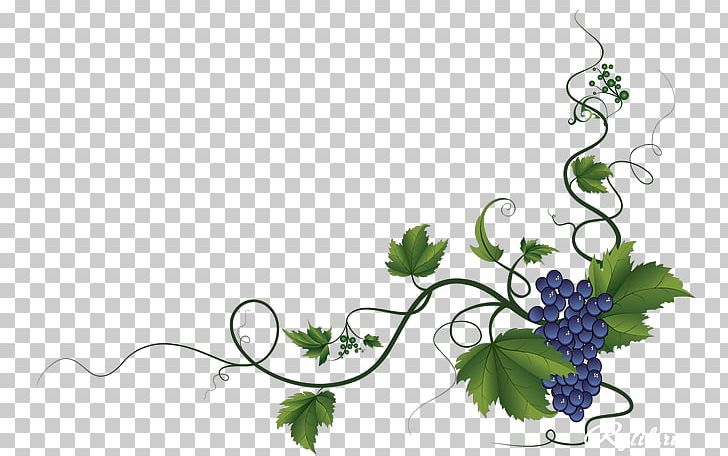 Common Grape Vine Wine Grape Leaves Decorative Borders PNG, Clipart, Branch, Common Grape Vine, Computer Wallpaper, Curled Corner, Decorative Borders Free PNG Download