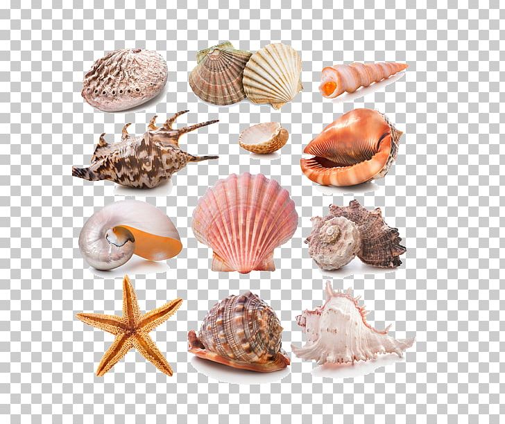 Seashell Stock Photography Conch PNG, Clipart, Animal Product, Animal Source Foods, Clam, Clams Oysters Mussels And Scallops, Cockle Free PNG Download