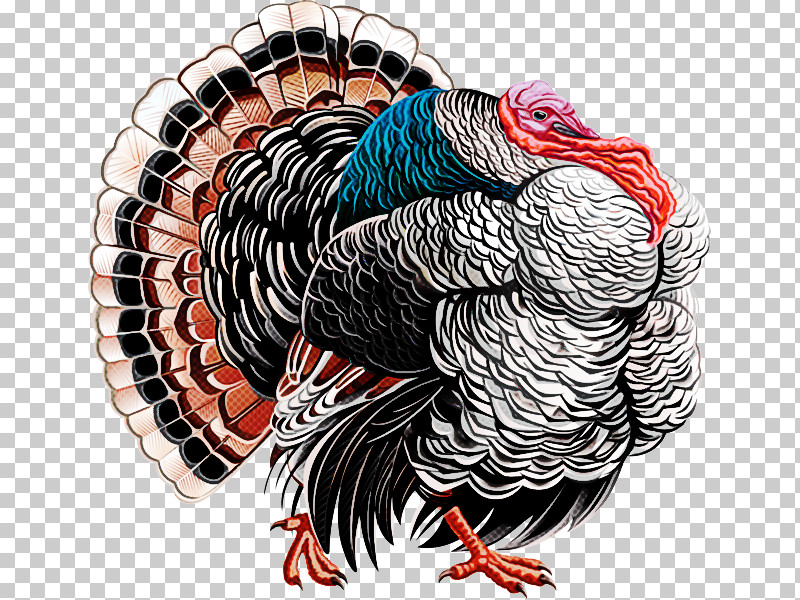 Feather PNG, Clipart, Bird, Feather, Tshirt, Turkey, Wild Turkey Free PNG Download