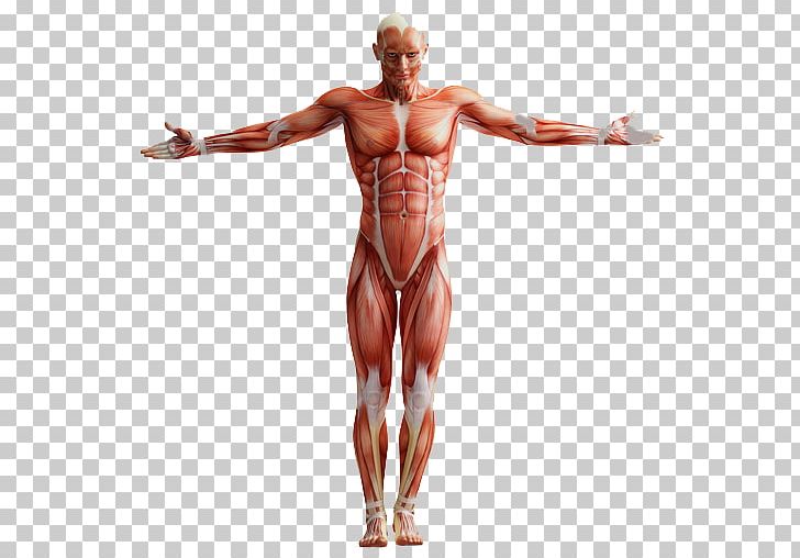 A ANATOMIA HUMANA Human Anatomy Muscular System Homo Sapiens PNG, Clipart, Abdomen, Anatomy, Arm, Back, Body Free PNG Download