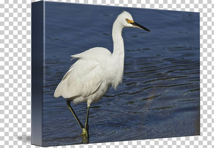 Great Egret Bird Wader Beak Stork PNG, Clipart, Animals, Beak, Bird, Ciconiiformes, Crane Free PNG Download