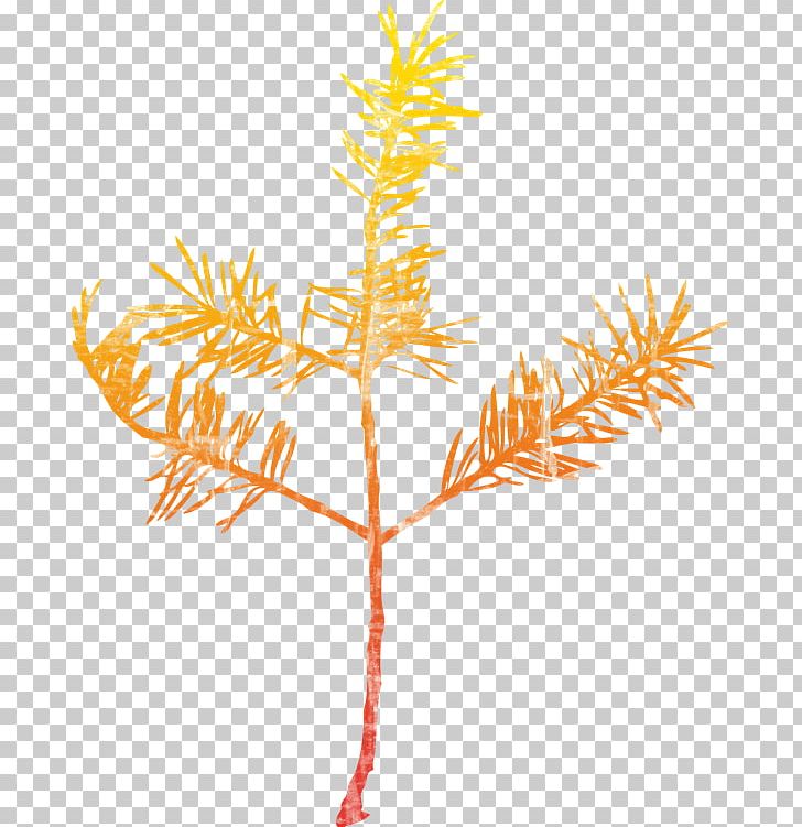 Spruce Twig Leaf Plant Stem PNG, Clipart, Amapola, Artificier, Branch, Christmas Ornament, Commodity Free PNG Download
