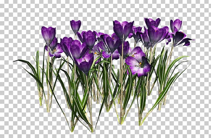 Crocus Vernus PNG, Clipart, Bom, Clipping Path, Crocus, Crocus Vernus, Cut Flowers Free PNG Download