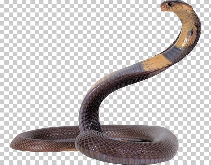 Snake Reptile PNG, Clipart, Animals, Cobra, Cobra Snake, Computer Icons, Desktop Wallpaper Free PNG Download