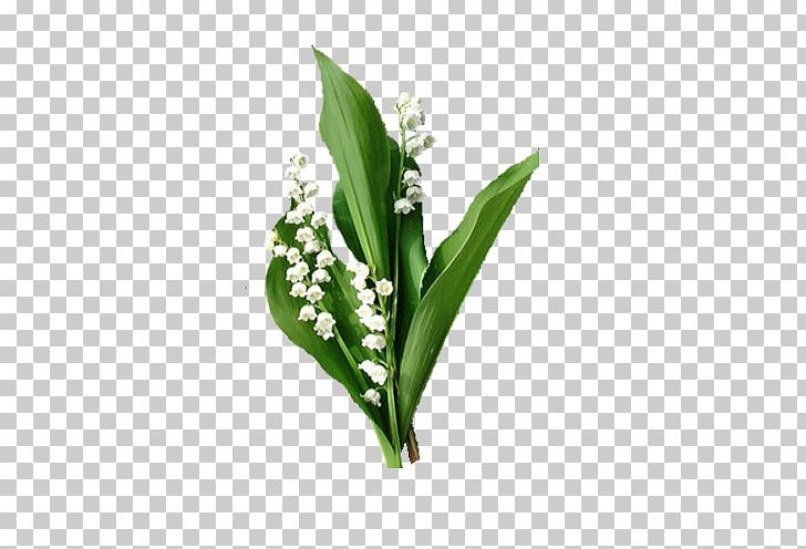 Lily Of The Valley Animaatio 1 May PNG, Clipart,  Free PNG Download