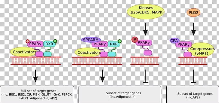 Peroxisome Proliferator-activated Receptor Gamma Transrepression PNG, Clipart, Brand, Communication, Diagram, Disease, Graphic Design Free PNG Download