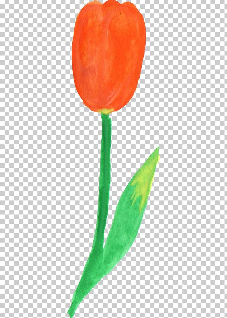 Tulip Plant Stem PNG, Clipart, Com, Display Resolution, Download, Flower, Flowering Plant Free PNG Download