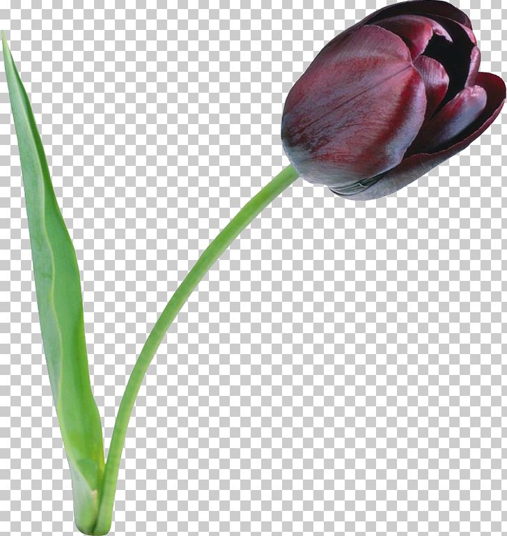 Tulip PNG, Clipart, Black Tulip, Bud, Clip Art, Color, Cut Flowers Free PNG Download