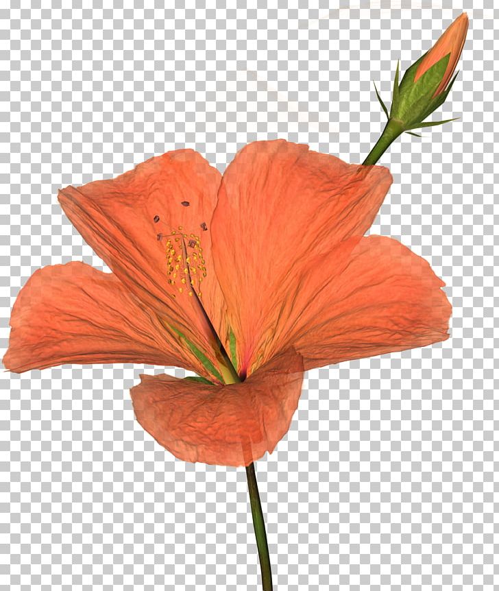 Photography Orange Others PNG, Clipart, Coquelicot, Desktop Wallpaper, Download, Drawing, Flower Free PNG Download