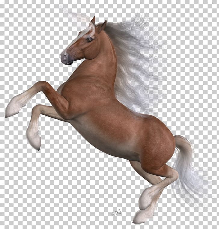 Mane Mustang Stallion Foal Colt PNG, Clipart,  Free PNG Download