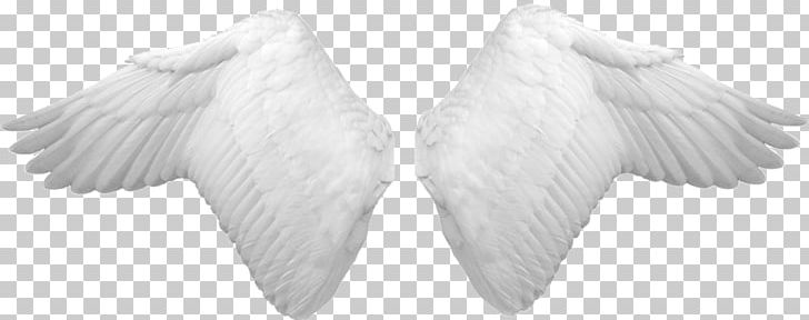 Photography Wing PNG, Clipart, Angel Win G, Art, Beak, Bird, Black And White Free PNG Download