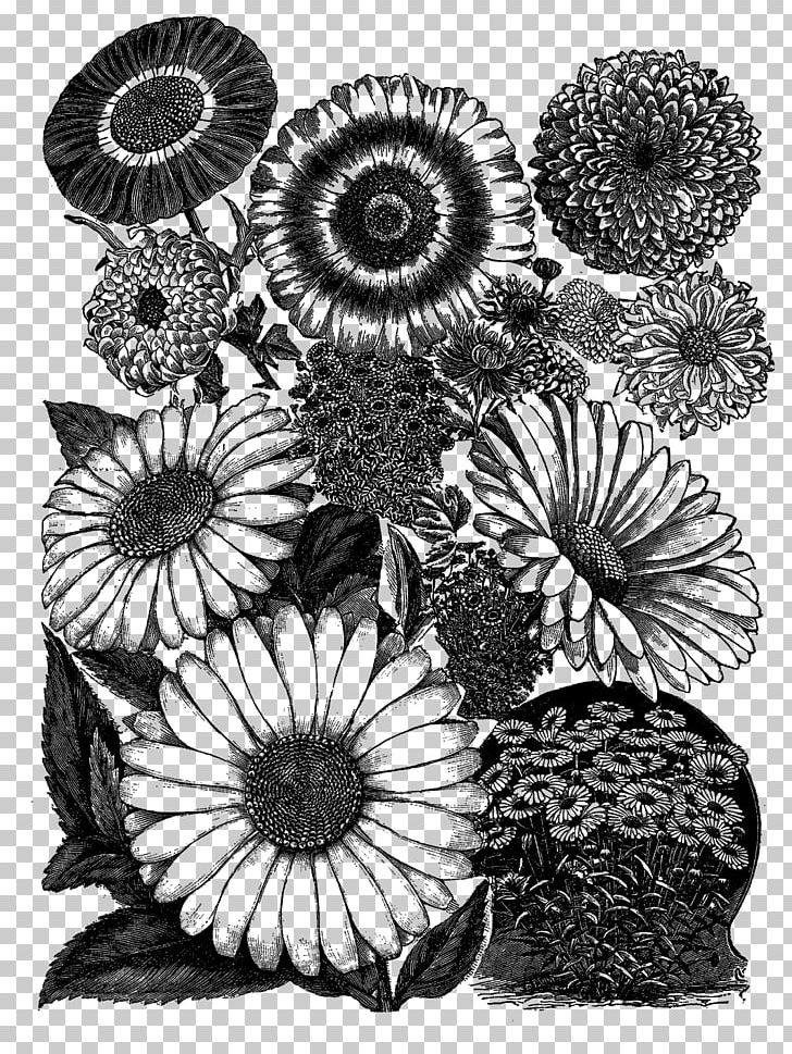 Practical Science For Gardeners Visual Arts Drawing Black And White PNG, Clipart, Art, Black, Black And White, Chrysanths, Drawing Free PNG Download