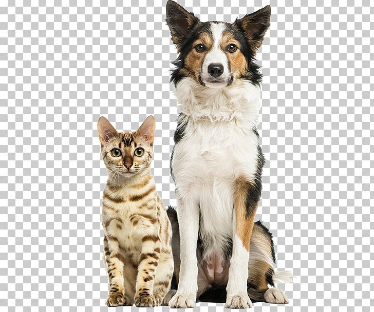 Border Collie Rough Collie Armadale Farm Kennel Veterinarian Cat PNG, Clipart, Border Collie, Breed, Carnivoran, Cat Like Mammal, Collie Free PNG Download