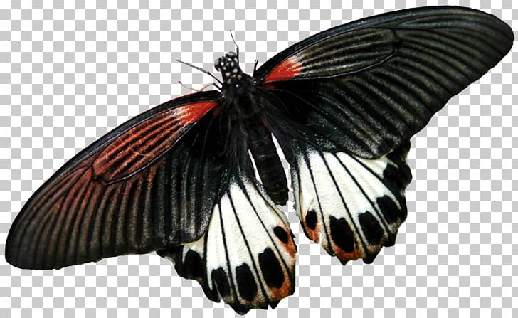 Butterflies And Moths Photography Insect PNG, Clipart, Animal, Arthropod, Brush Footed Butterfly, Butterflies And Moths, Butterfly Free PNG Download