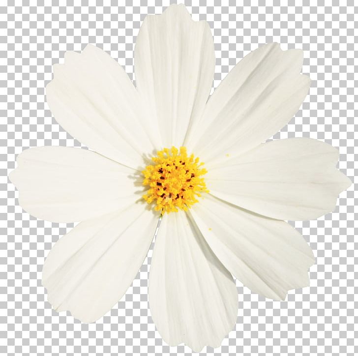 Chrysanthemum Indicum Petal White Oxeye Daisy PNG, Clipart, Abstract Lines, Daisy Family, Floral, Flower, Flowers Free PNG Download