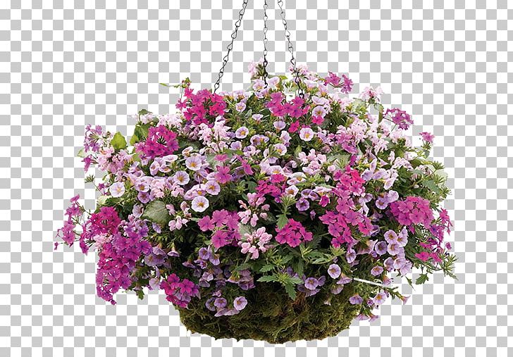 Hanging Basket Annuals And Perennials Annual Plant Garden Centre PNG, Clipart, Annual Plant, Annuals And Perennials, Basket, Calibrachoa, Container Free PNG Download