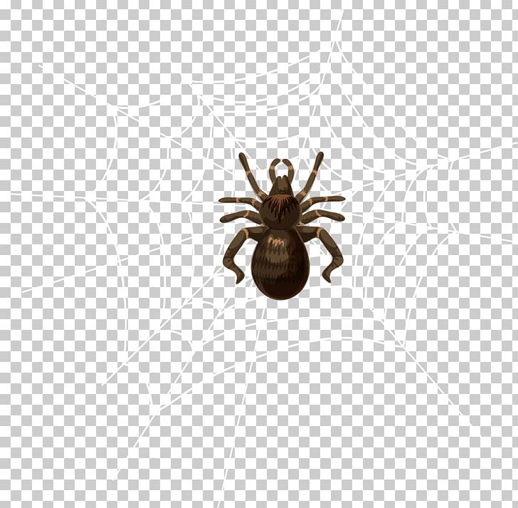 Spider Insect Invertebrate Pest Arthropod PNG, Clipart, Animal, Arachnid, Arthropod, Insect, Insects Free PNG Download