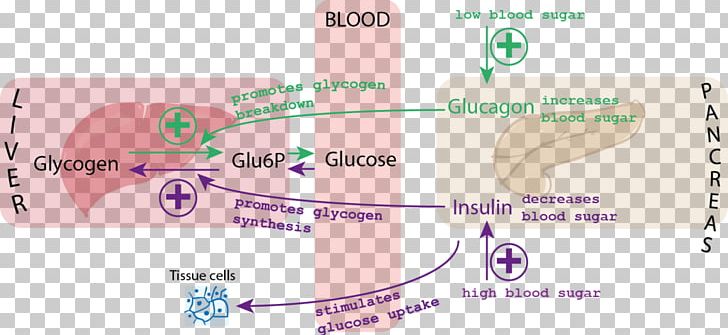 Blood Sugar Insulin Glucagon Glycemic Index PNG, Clipart, Angle, Blood, Blood Glucose, Blood Sugar, Blood Sugar Regulation Free PNG Download