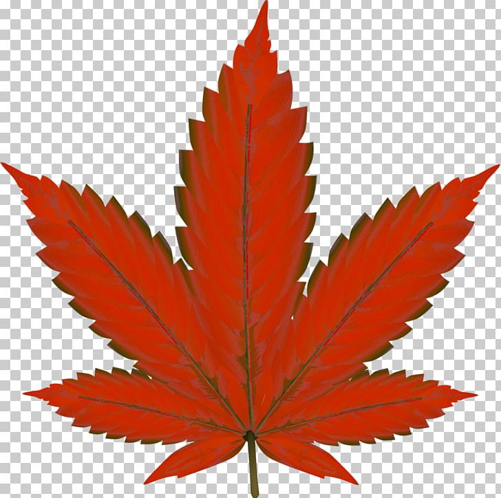 Cannabis Smoking Joint Medical Cannabis Hemp PNG, Clipart, Blunt, Canada, Cannabis, Cannabis Sativa, Cannabis Smoking Free PNG Download