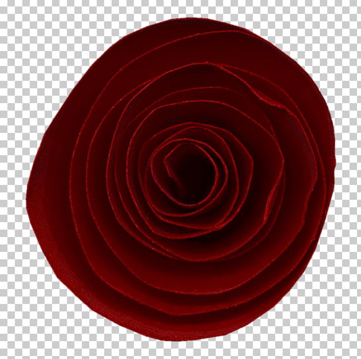 Garden Roses Circle Spiral Petal PNG, Clipart, Circle, Closeup, Education Science, Flower, Garden Free PNG Download