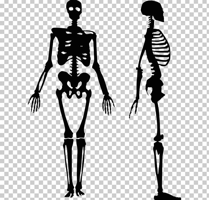 Graphics Human Skeleton Human Body PNG, Clipart, Anatomy, Arm, Black And White, Bone, Fantasy Free PNG Download