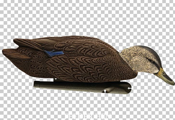 Mallard Duck Decoy American Black Duck PNG, Clipart,  Free PNG Download