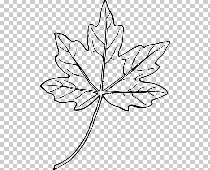 Leaf Sketch PNG 512x512px Leaf Black And White Chordata Plant  Silhouette Download Free