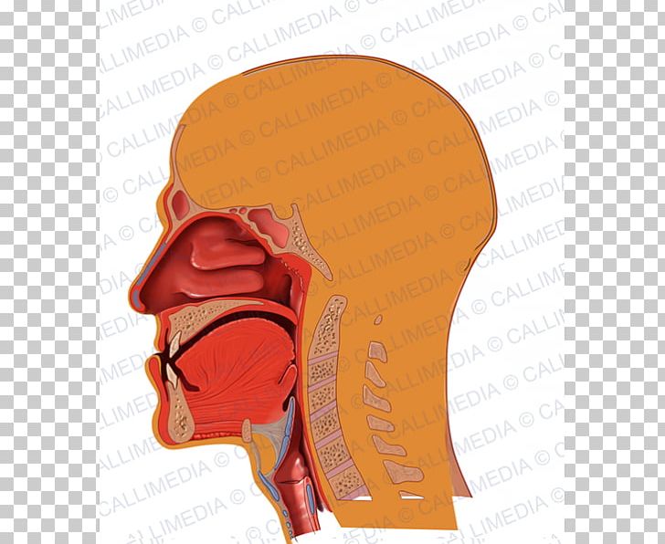 Respiratory System Anatomy Illustration Anatomique Circulatory System PNG, Clipart, Acromegaly, Anatomy, Angiology, Cardiology, Circulatory System Free PNG Download