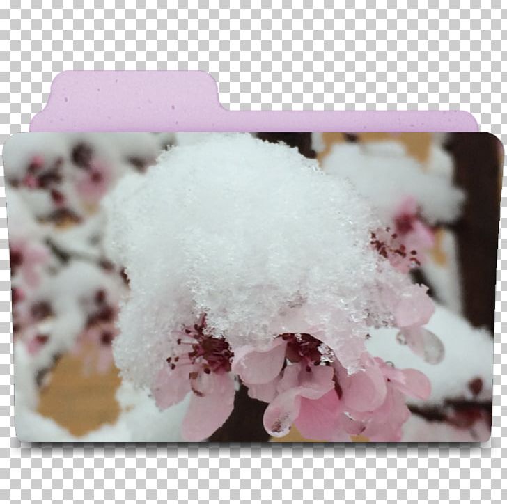 ST.AU.150 MIN.V.UNC.NR AD Petal Flower PNG, Clipart, Anime, Art, Artist, Blossom, Cherry Free PNG Download