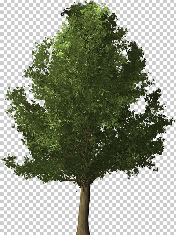 Ginkgo Biloba Tree Herb PNG, Clipart, Agac, Branch, Download, Evergreen, Ginkgo Free PNG Download