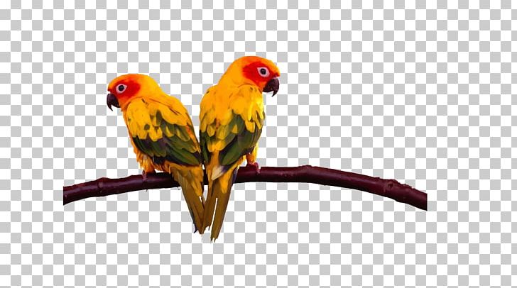 Lovebird Budgerigar Cockatoo Conure PNG, Clipart, Animals, Beak, Bird, Birds, Branch Free PNG Download