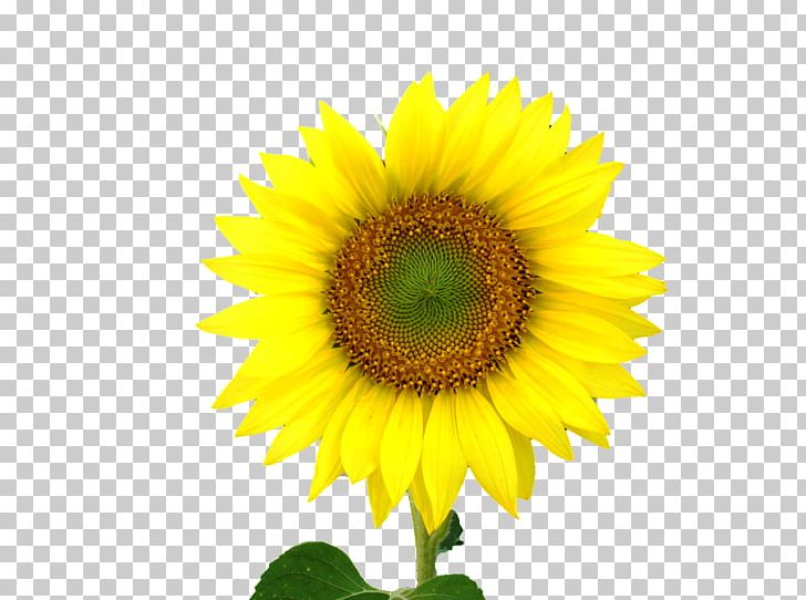 Common Sunflower Sunflower Seed PNG, Clipart, Biodiesel, Common Sunflower, Daisy Family, Desktop Wallpaper, Drawing Free PNG Download