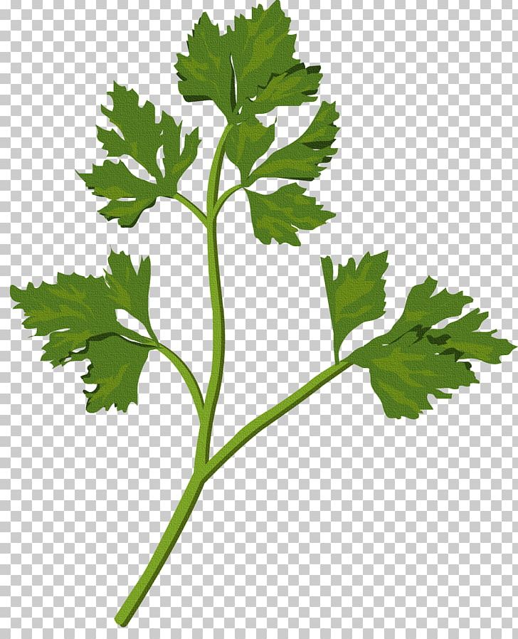 Herbs And Weeds Leaf Medicinal Plants PNG, Clipart, Coriander, Dill, Encapsulated Postscript, Food, Herb Free PNG Download