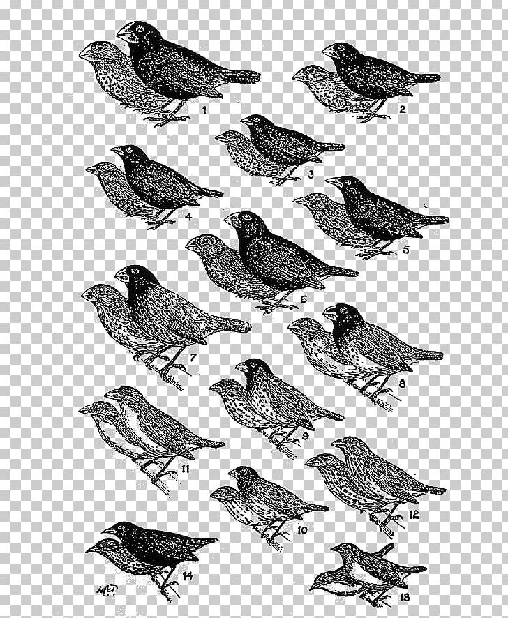 Darwin's Finches Galápagos Islands Drawing American Sparrows PNG, Clipart,  Free PNG Download