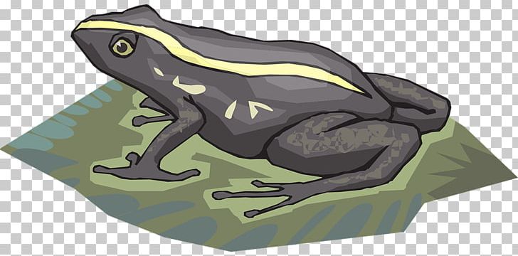 Frog Amphibian Tadpole PNG, Clipart, Amphibian, Animation, Frog, Grodor, Lithobates Clamitans Free PNG Download