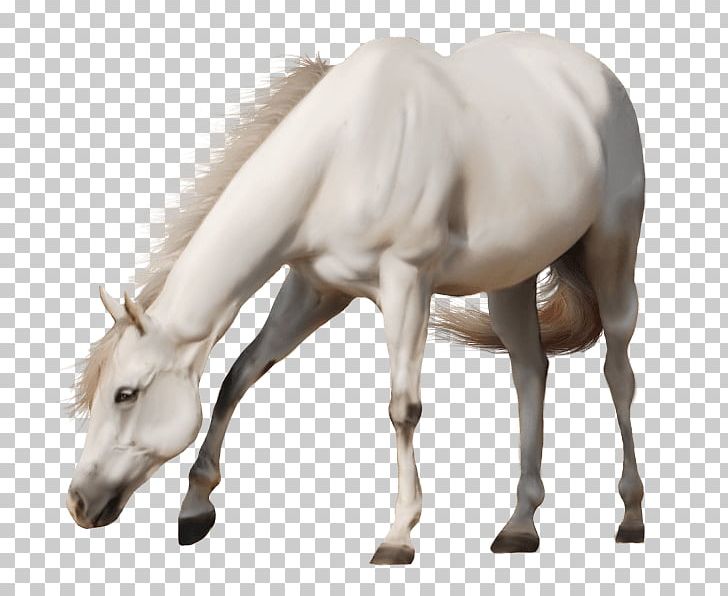 Horse Stallion PNG, Clipart, Animal, Animals, Colt, Computer Icons, Fauna Free PNG Download