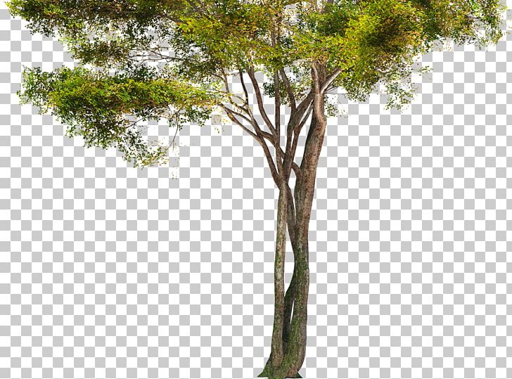 Tree Branch Trunk PNG, Clipart, Alder, Branch, Firtree, Flora, Grass Free PNG Download