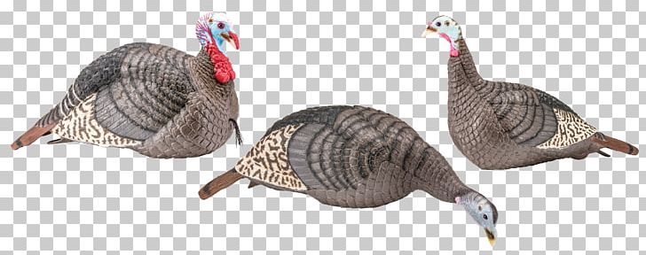 Turkey Hunting Hunter's Specialties Decoy Strut PNG, Clipart,  Free PNG Download
