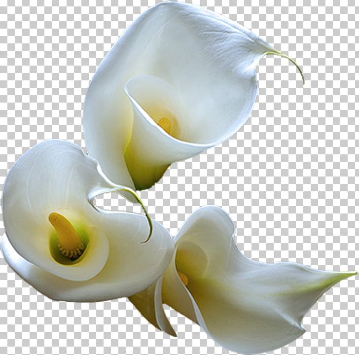Arum-lily Arum Lilies Flower PNG, Clipart, Alcatraz, Alismatales, Arum, Arum Family, Arumlily Free PNG Download