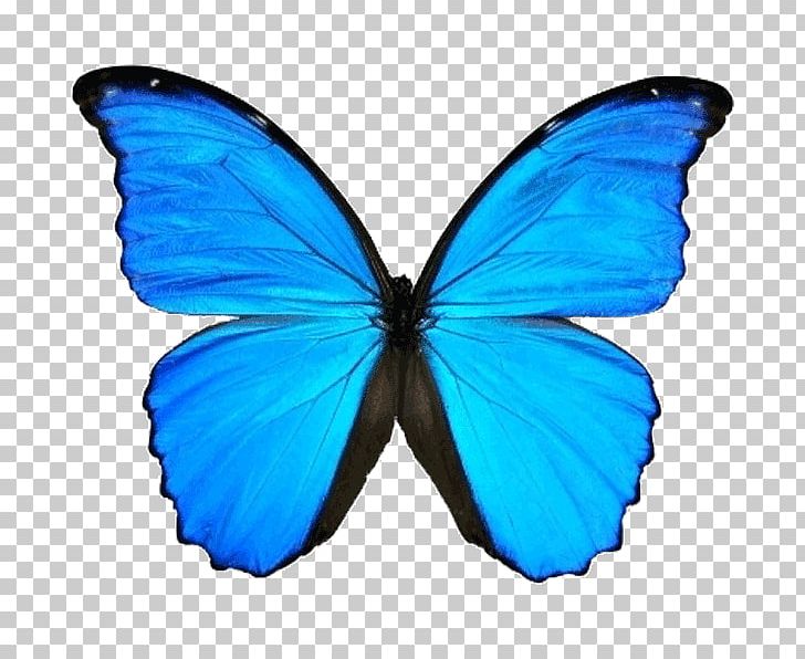 Butterfly Menelaus Blue Morpho Morpho Didius PNG, Clipart, Animal, Arthropod, Azure, Blue, Brush Footed Butterfly Free PNG Download