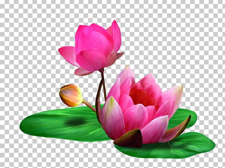 lotus animation