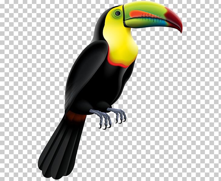 Toucan PNG, Clipart, Art Museum, Beak, Bird, Bird Robotic, Clip Free PNG Download